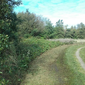 Photo of the Brickworks nature reserve