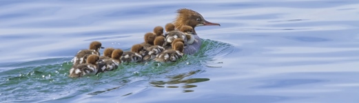 Female goosander, mergus merganser, and 12 babies on its back swimming onto the water