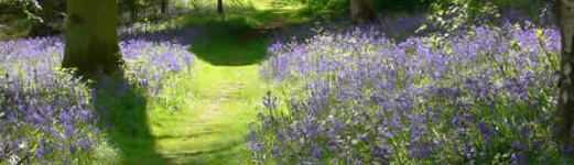 Bluebells