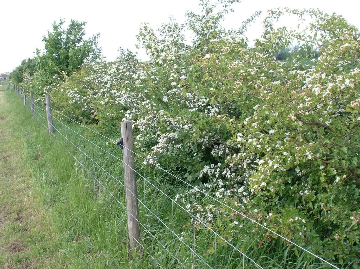Post and wire fencing
