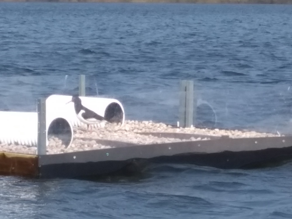 Photo of a tern raft