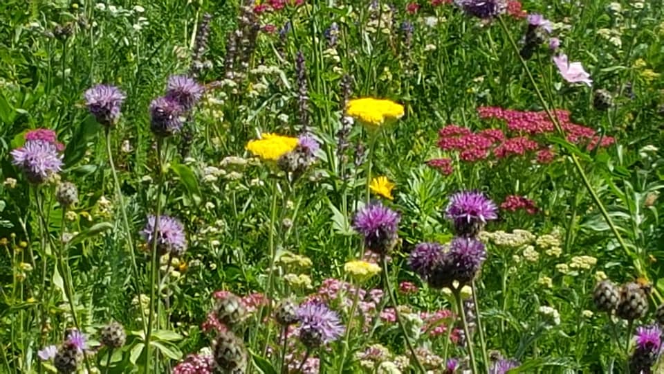 Photo of a wildflower bed