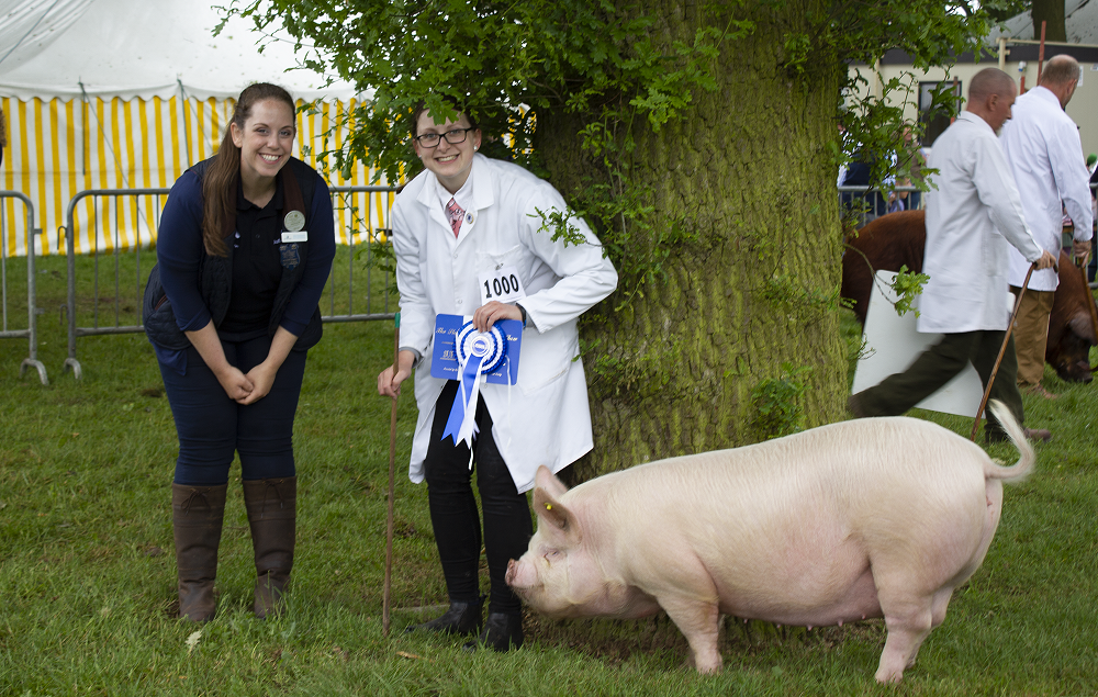 Pig championships