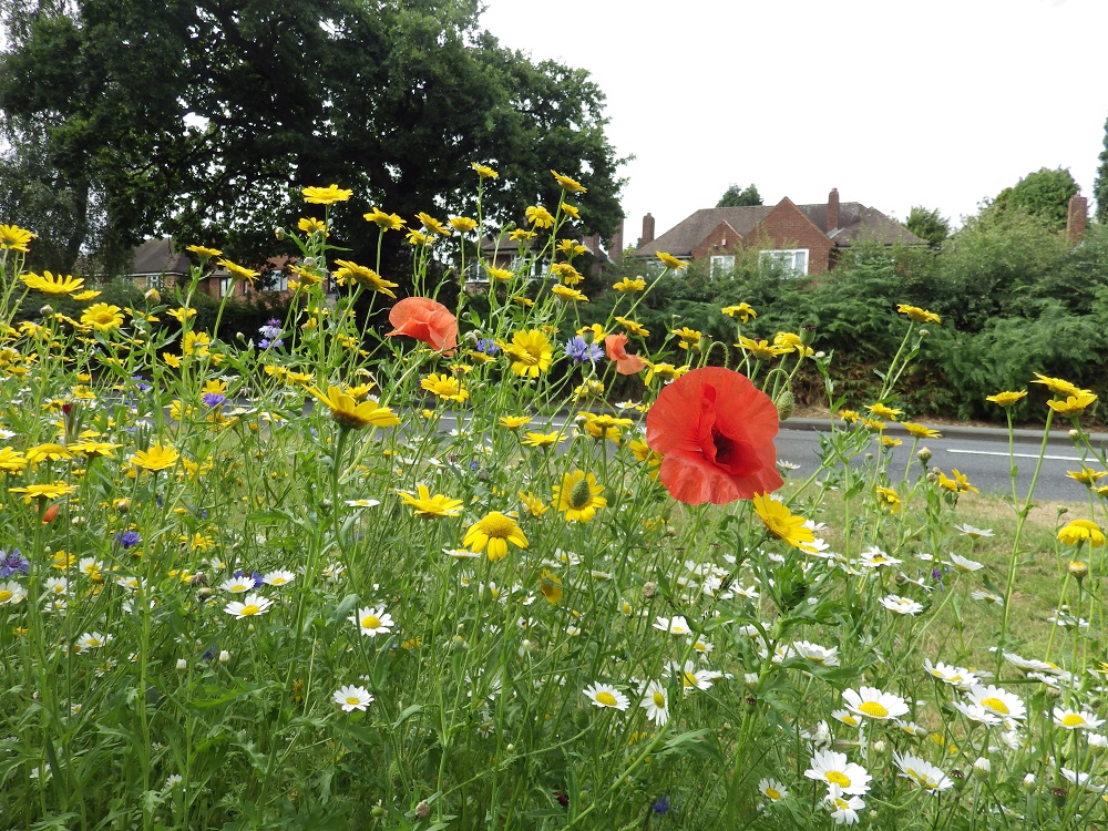 Photos of flower beds along the Lichfield Canal