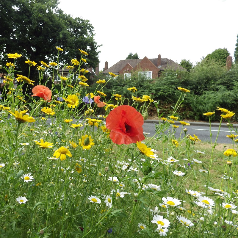 Photo of flowers along the Lichfield Canal