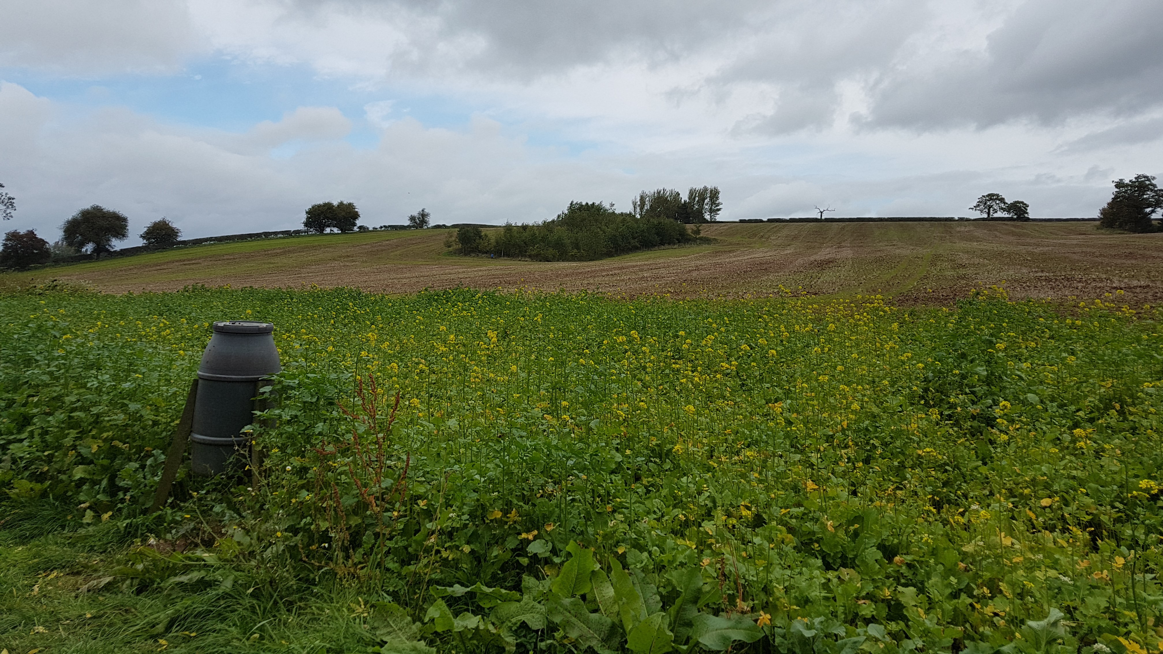 Photo of cover crops