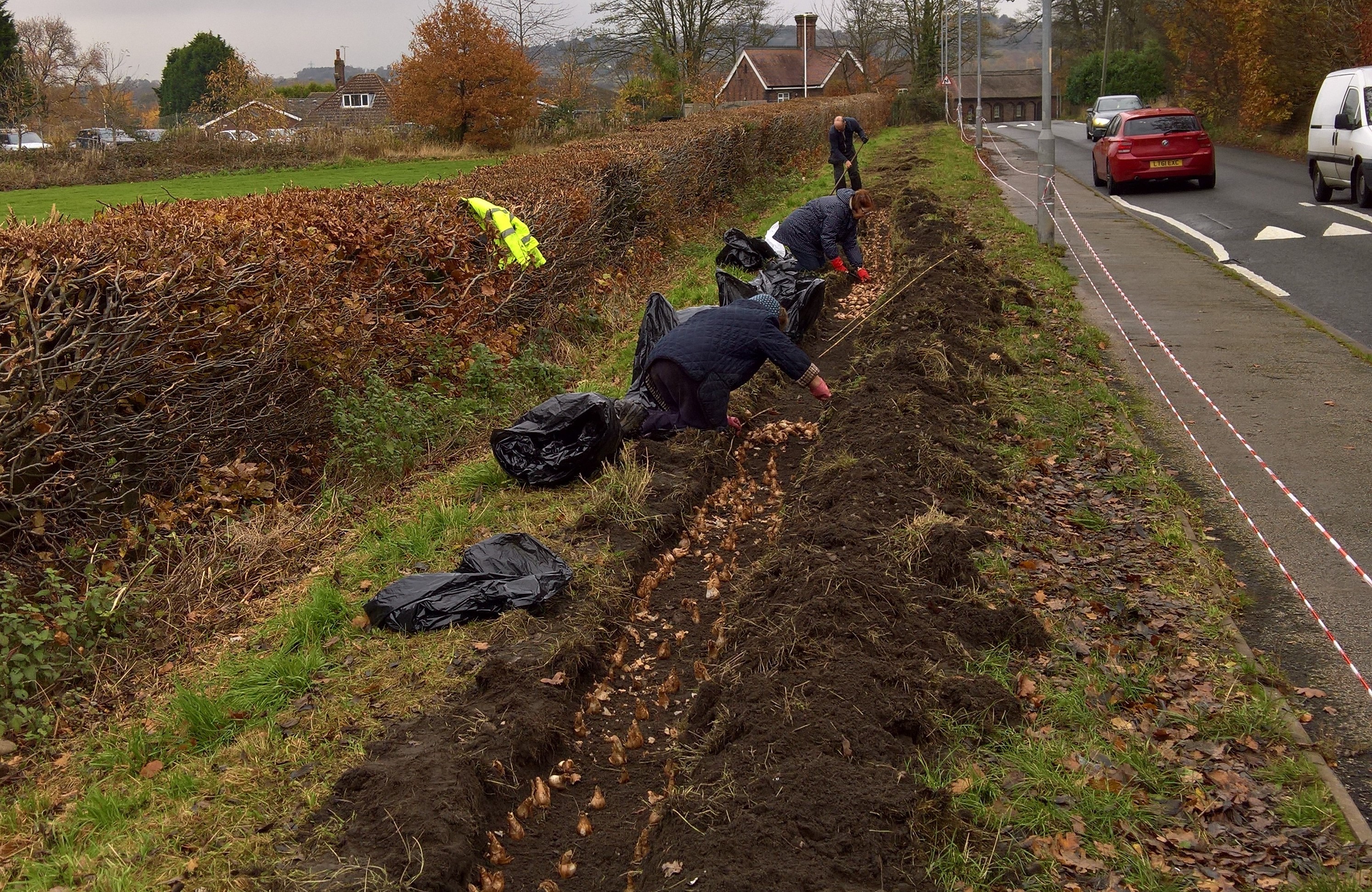 Photo shows the daffodils being planted