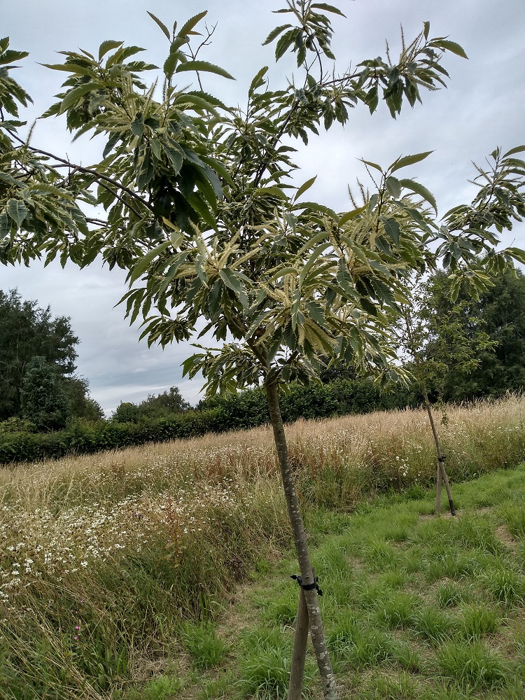 Photo of a sweet chestnut tree