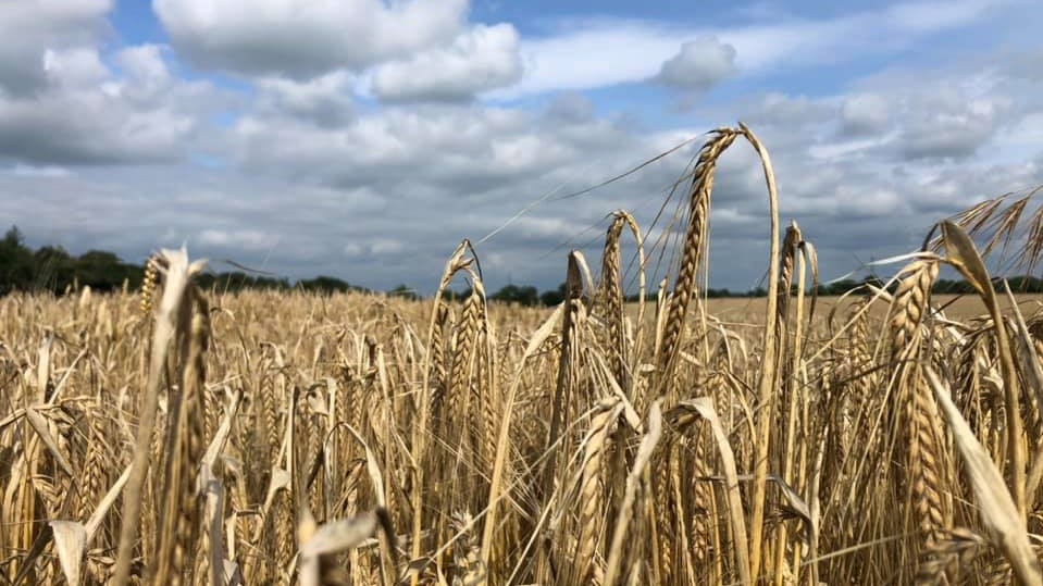 Photo of a barley field