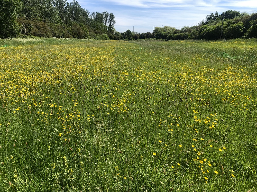 Photo of the wildflower meadow