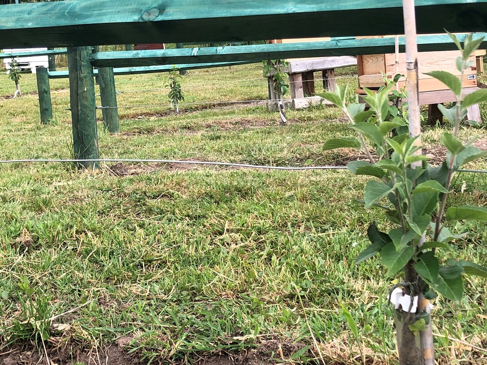 Photo of fruit trees