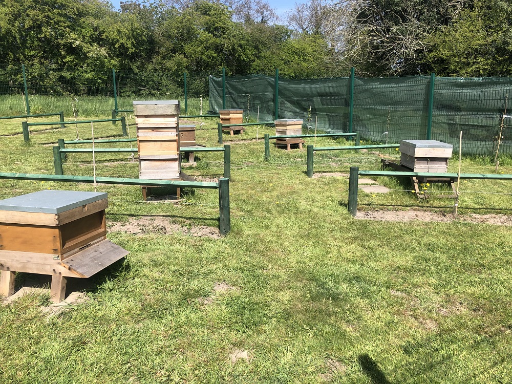 Photo of hives