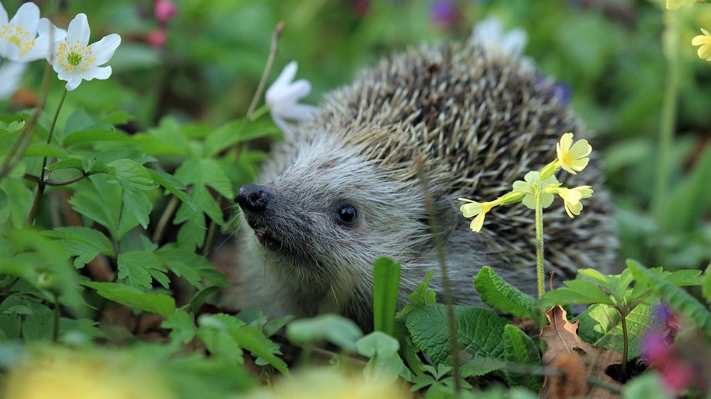 Photo of a hedgehog